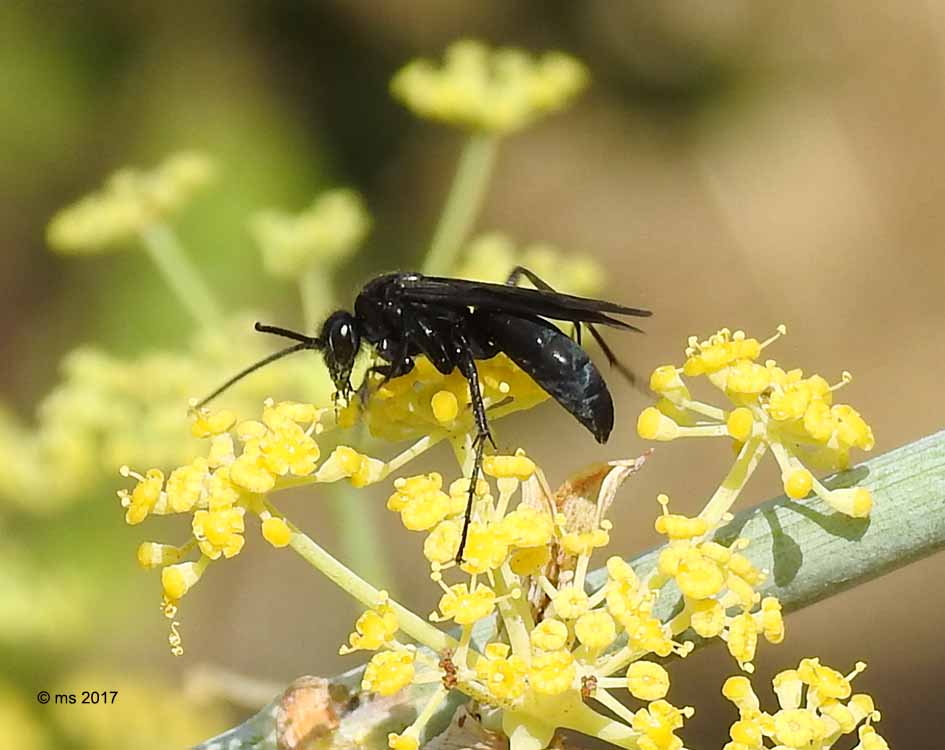 Ichneumonidae (Trogus lapidator)  e Pompilidae